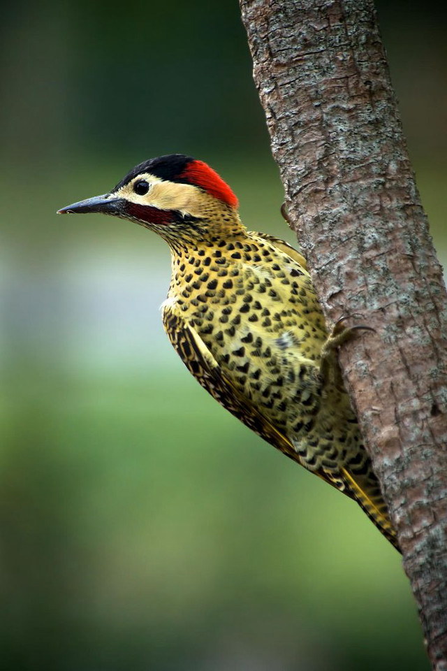 Red bird perched tree branch free wallpaper - medium preview image