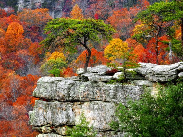 Tree rock formation fall colors free wallpaper - medium preview image