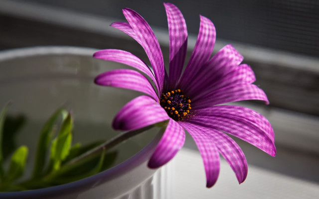 Purple flower butterfly bug macro free wallpaper - medium preview image