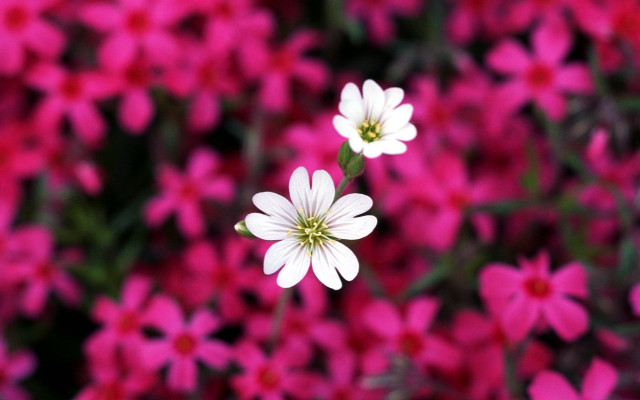 White flowers pink bokeh macro free wallpaper - medium preview image