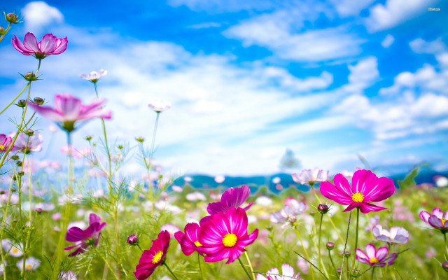 Purple flowers blue sky clouds free wallpaper for desktop - medium preview image