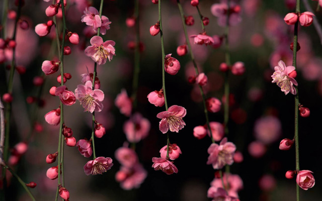Pink flowers hanging tree branch #6 free wallpaper - medium preview image