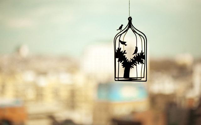 Bird tree cage wire city free wallpaper - medium preview image