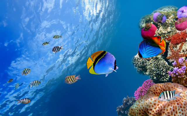 Fish ocean coral reef bubbles free wallpaper - medium preview image