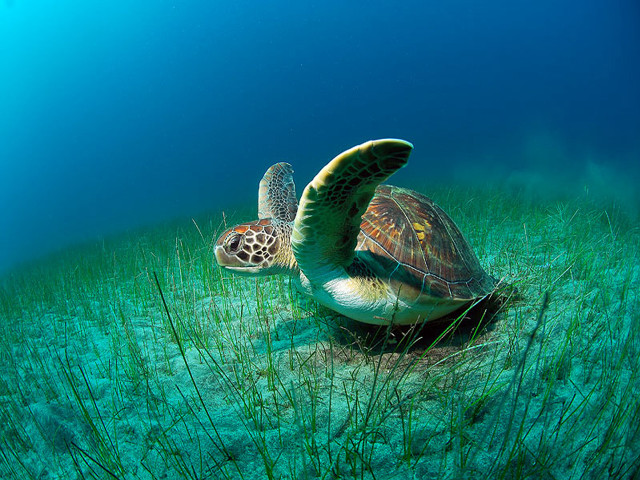 Turtle swimming ocean grass blue free wallpaper - medium preview image