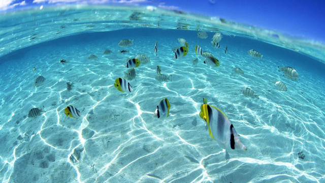 Fish swimming shallow ocean water free wallpaper - medium preview image