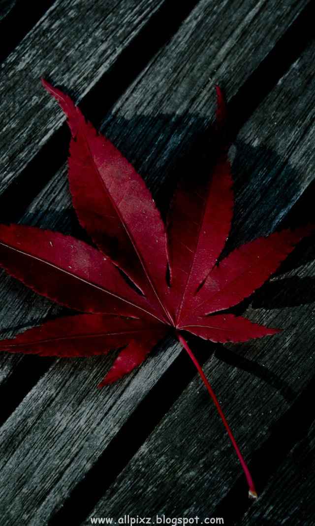 Red leaf wooden bench macro free wallpaper - medium preview image