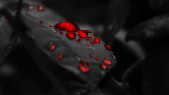 Leaf red drops black background free wallpaper - medium preview image