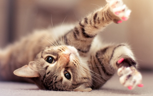 Cat laying back paws up free wallpaper - medium preview image