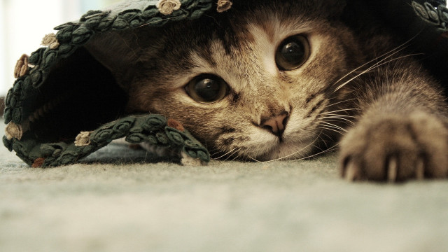 Cat hiding blanket floor paws #3 free wallpaper - medium preview image