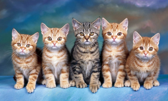 Kittens blue surface clouds background free wallpaper - medium preview image
