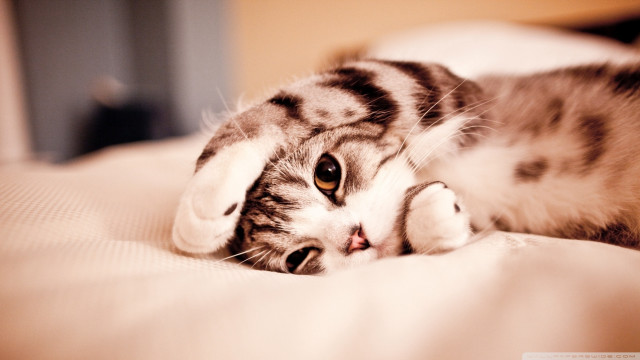 Cat laying on bed carlos free wallpaper - medium preview image