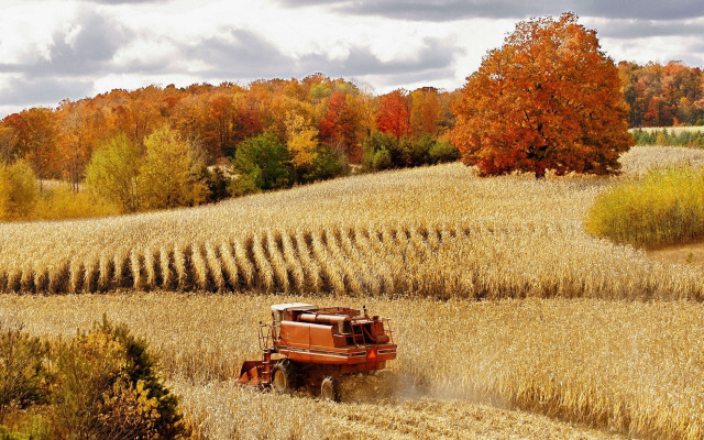 Tractor driving field corn autumn free wallpaper - medium preview image
