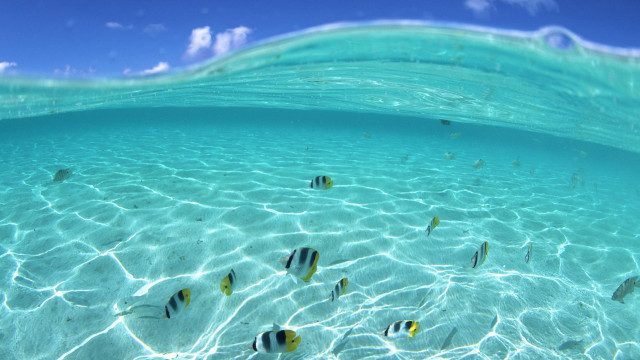 Fish swimming clear blue ocean #5 free wallpaper - medium preview image
