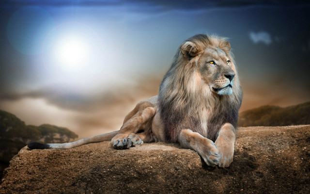 Lion sitting rock sky background free wallpaper - medium preview image
