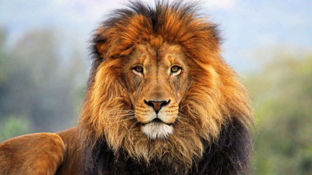 Lion mane black face brown #3 free wallpaper - medium preview image