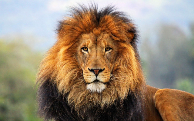 Lion long mane black mane free wallpaper - medium preview image