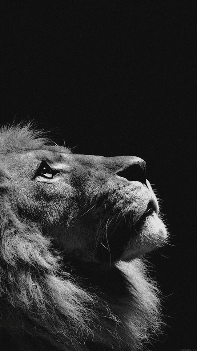 Lion upward black and white free wallpaper - medium preview image