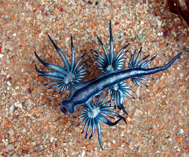 Blue sea slug beach wine free wallpaper - medium preview image