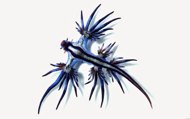 Blue black birds standing white free wallpaper - medium preview image