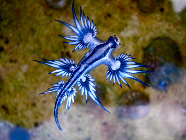Blue white lizard rock grass free wallpaper - medium preview image
