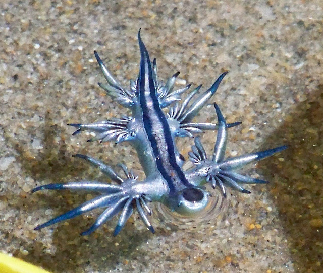 Small blue white lizard banana free wallpaper - medium preview image