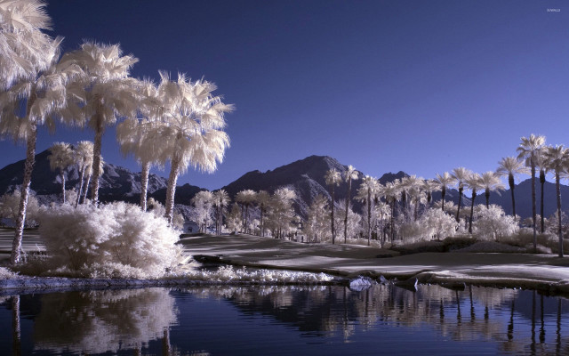 Pond palm trees mountains blue free wallpaper - medium preview image
