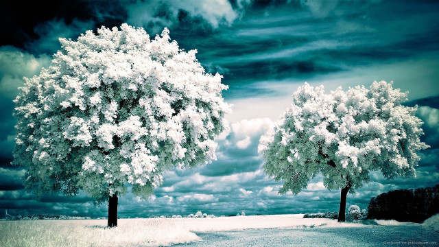 Trees snow road clouds background free wallpaper - medium preview image