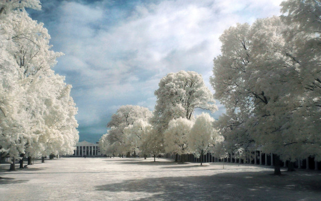 Park trees snow cloudy sky free wallpaper - medium preview image