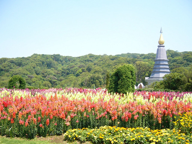 Field flowers pagoda forest trees free wallpaper - medium preview image