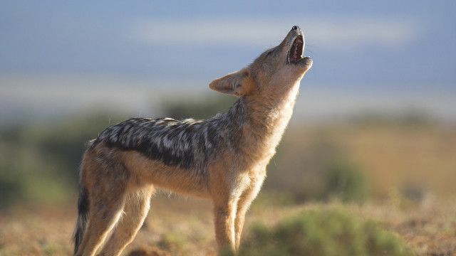 Wolf standing grass yawning mouth free wallpaper - medium preview image