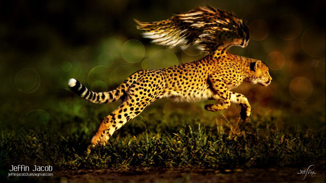 Cheetah running grass bird on free wallpaper - medium preview image