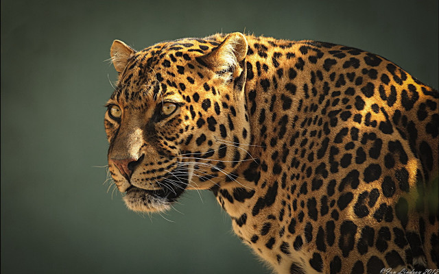 Leopard closeup green black background free wallpaper - medium preview image