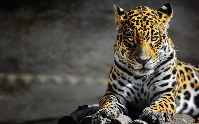 Leopard closeup rock black background #2 free wallpaper - medium preview image