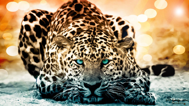 Leopard blue eyes laying head free wallpaper - medium preview image