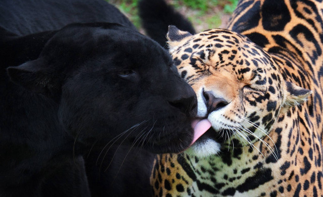Black brown leopards grass licking free wallpaper - medium preview image