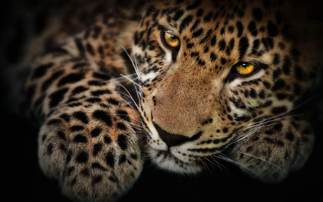 Leopard yellow eyes black background free wallpaper - medium preview image