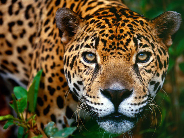 Leopard closeup grass plants blurry free wallpaper - medium preview image