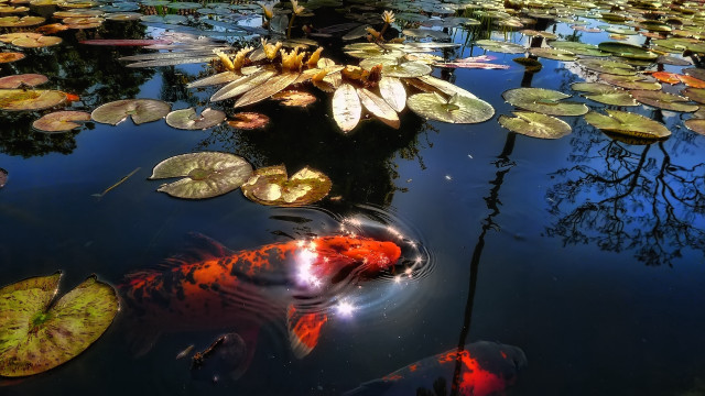 Man boat pond fish lilies free wallpaper - medium preview image
