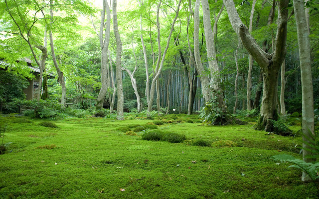Lush green forest trees grass #2 free wallpaper - medium preview image
