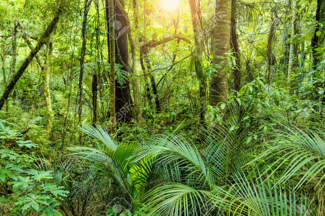 Lush green forest trees plants #2 free wallpaper - medium preview image