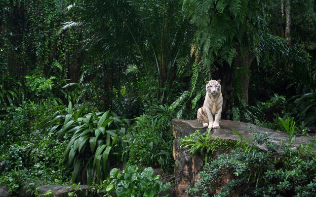 White tiger sitting rock forest free wallpaper - medium preview image