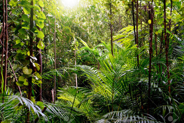Lush green forest sunlight jungle free wallpaper - medium preview image