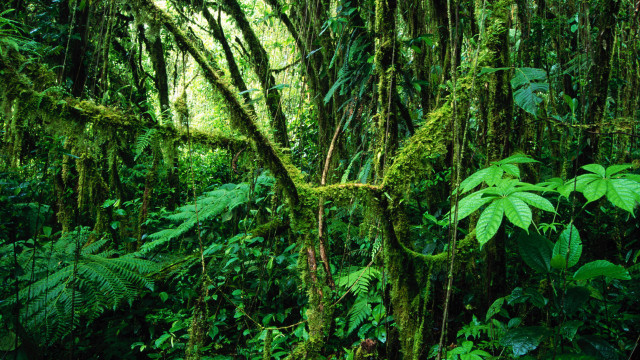 Lush green forest mossy vegetation #2 free wallpaper - medium preview image
