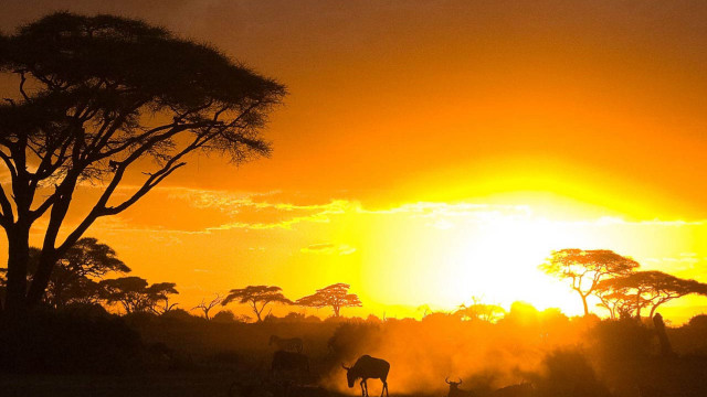 Sunset grazing animals trees horizon free wallpaper - medium preview image