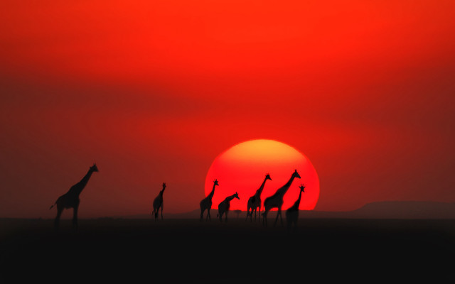Giraffes sunset red sky silhouette free wallpaper - medium preview image