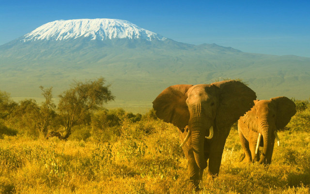 Two elephants walking field mountain free wallpaper - medium preview image