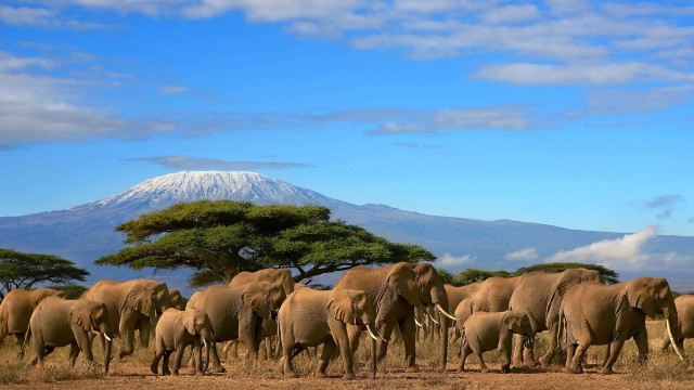 Elephants herd dry grass field #4 free wallpaper - medium preview image