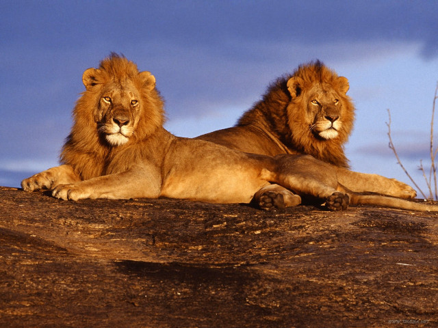 Two lions laying on rock free wallpaper - medium preview image
