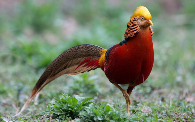 Bird yellow head red body free wallpaper - medium preview image